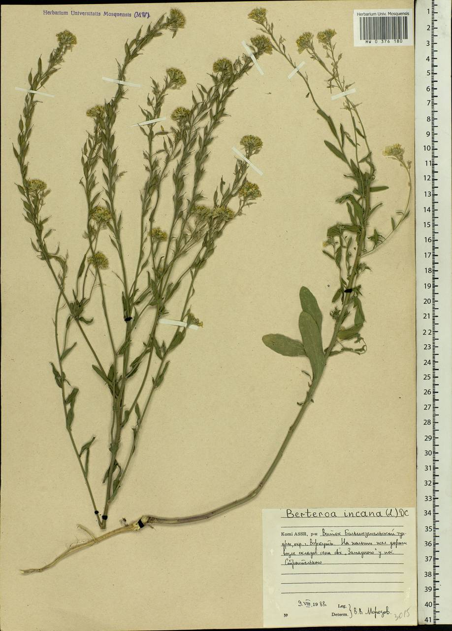 Berteroa incana (L.) DC., Eastern Europe, Northern region (E1) (Russia)