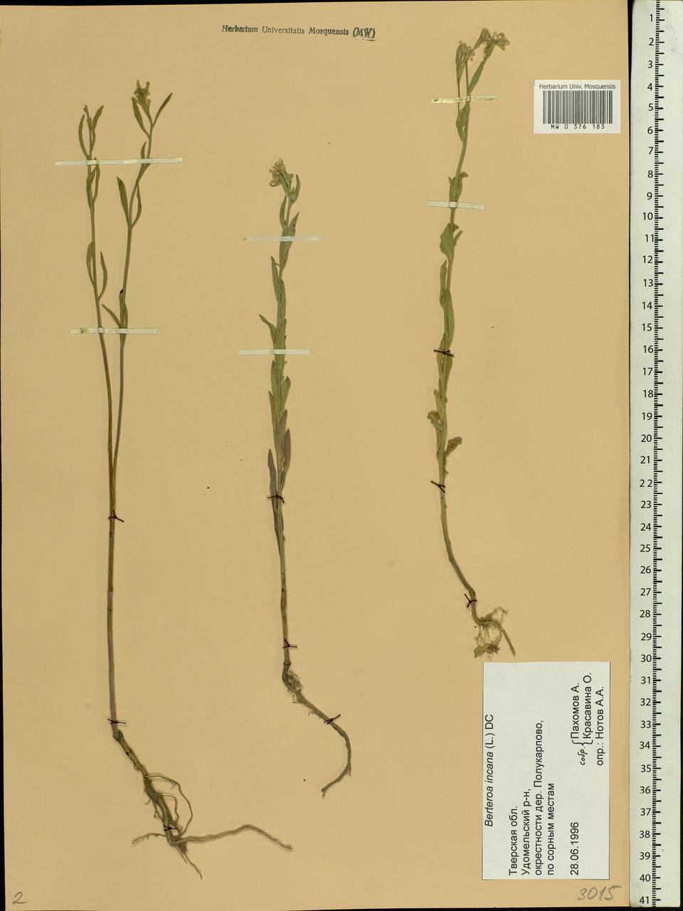 Berteroa incana (L.) DC., Eastern Europe, North-Western region (E2) (Russia)