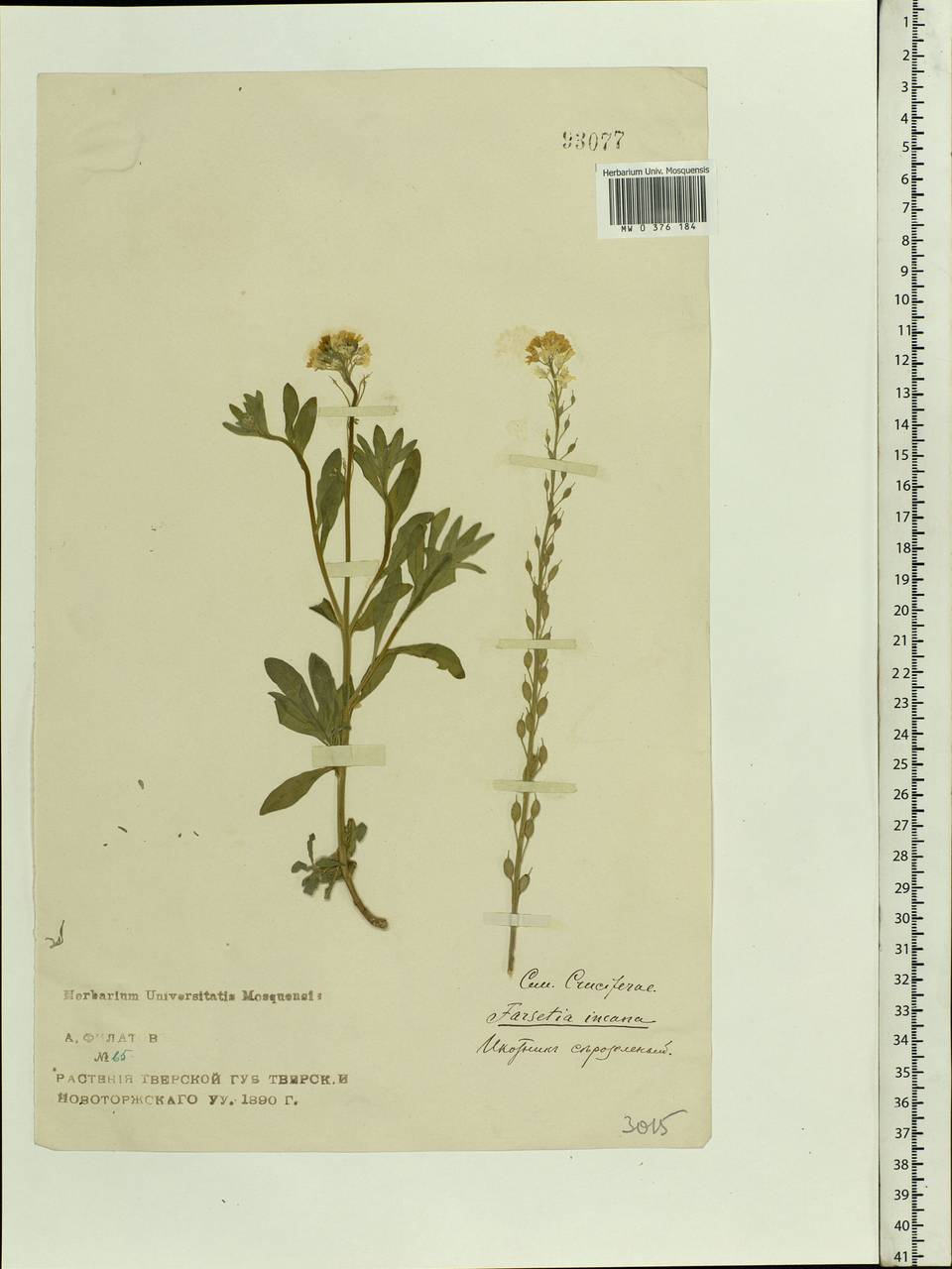 Berteroa incana (L.) DC., Eastern Europe, North-Western region (E2) (Russia)