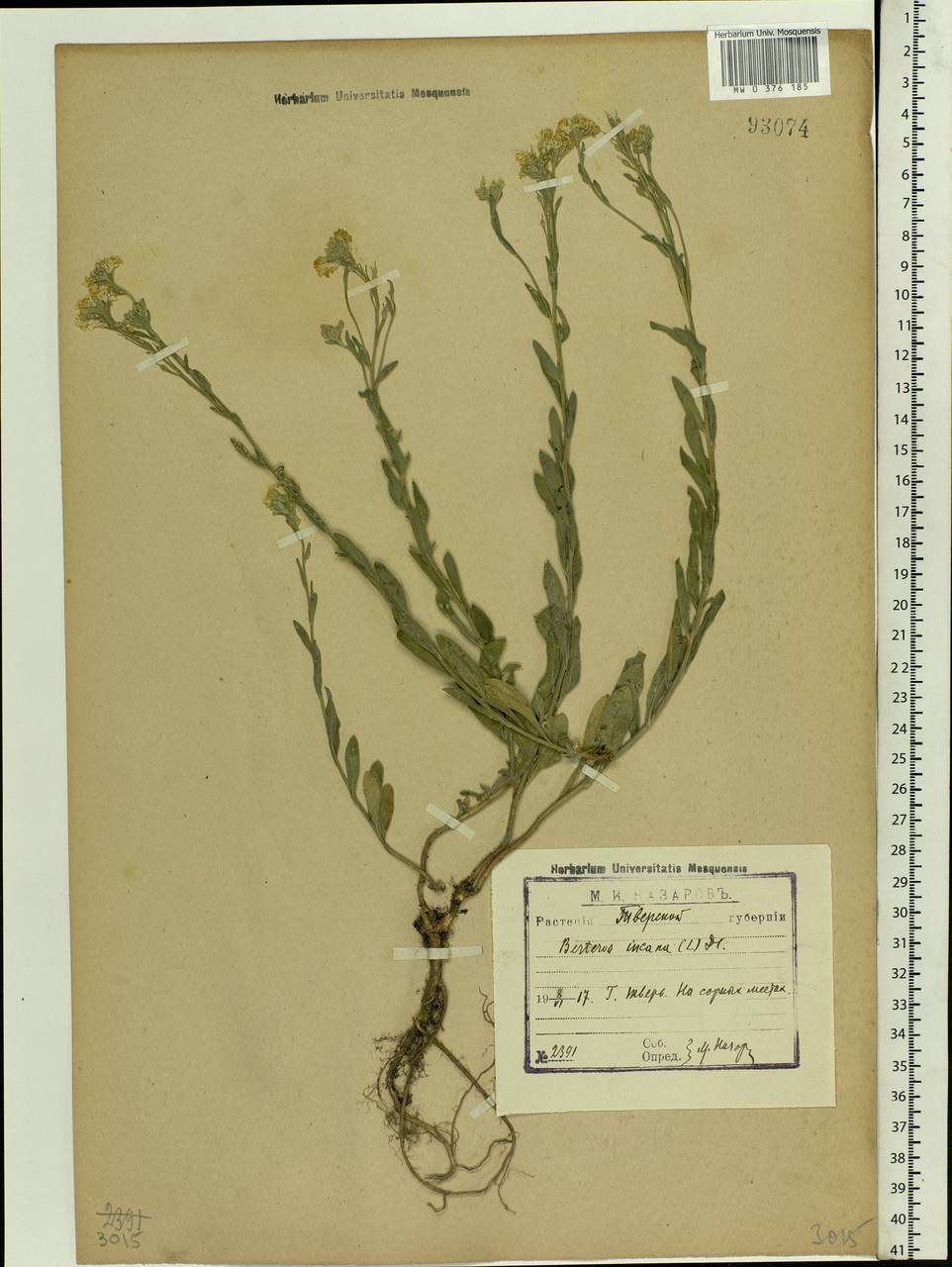 Berteroa incana (L.) DC., Eastern Europe, North-Western region (E2) (Russia)