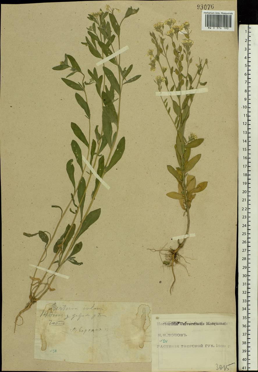 Berteroa incana (L.) DC., Eastern Europe, North-Western region (E2) (Russia)