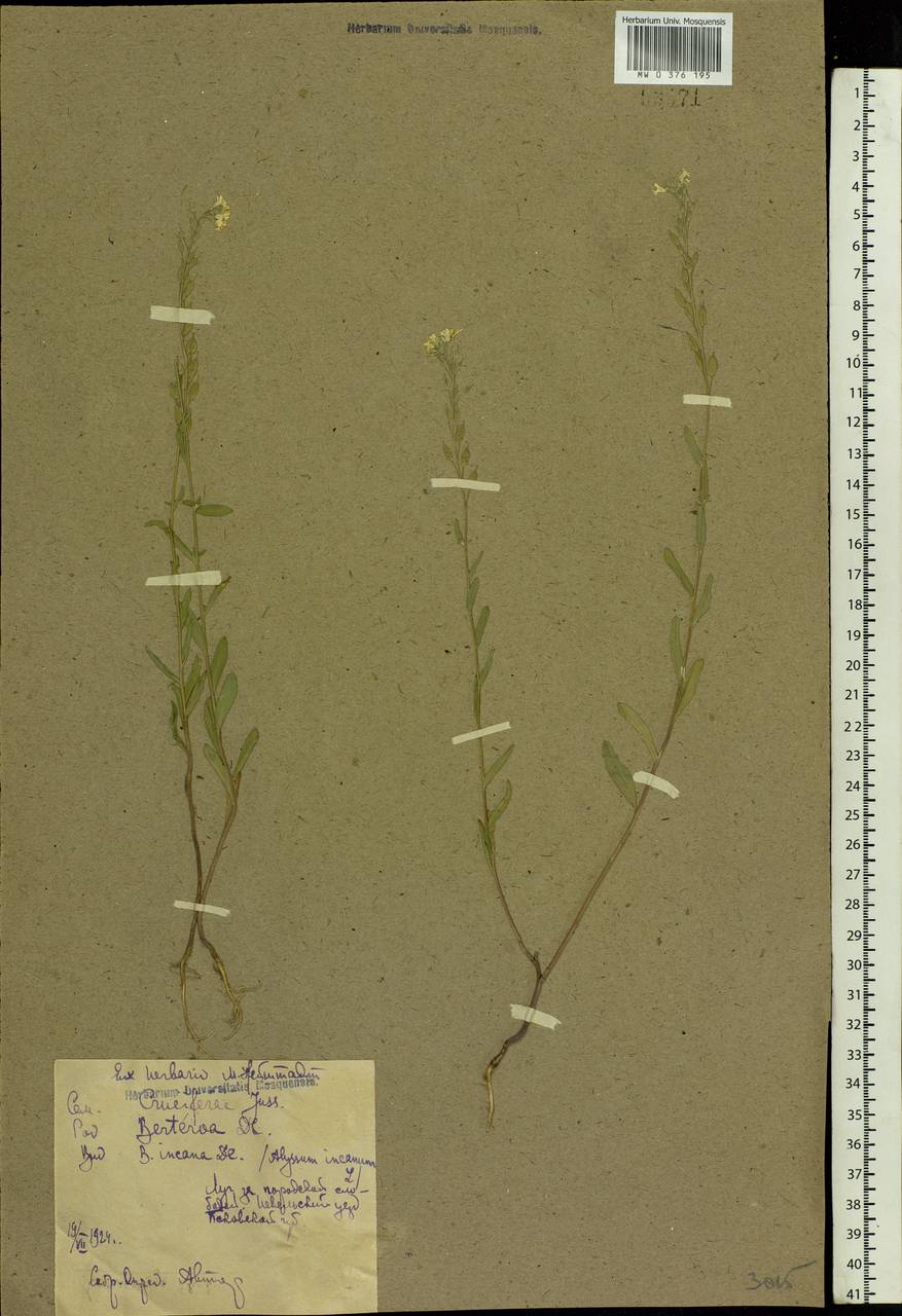 Berteroa incana (L.) DC., Eastern Europe, North-Western region (E2) (Russia)