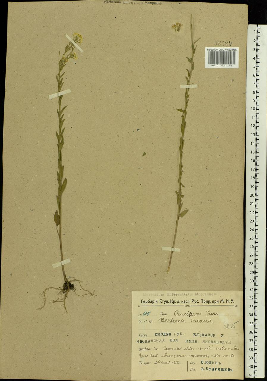 Berteroa incana (L.) DC., Eastern Europe, Western region (E3) (Russia)