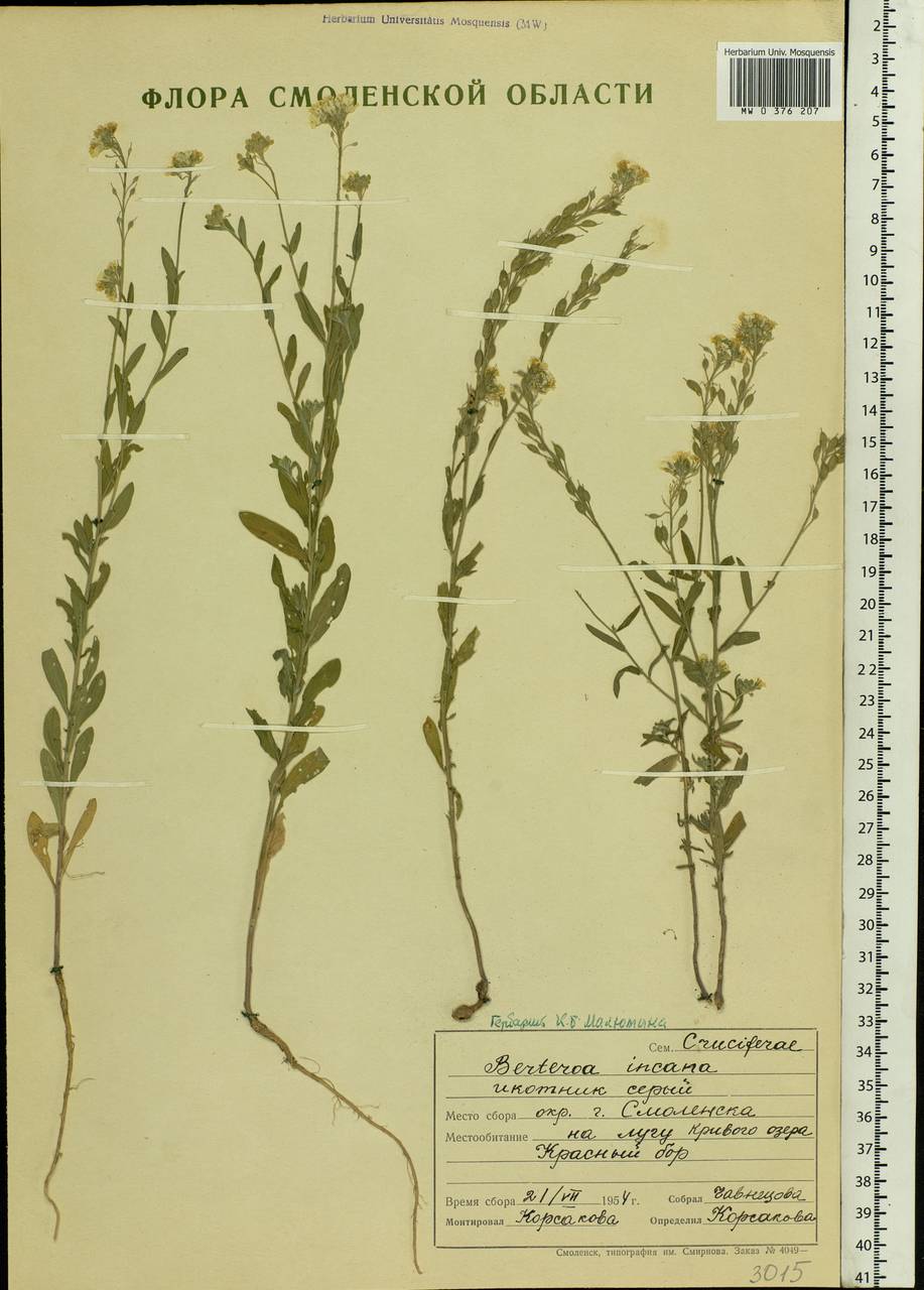 Berteroa incana (L.) DC., Eastern Europe, Western region (E3) (Russia)