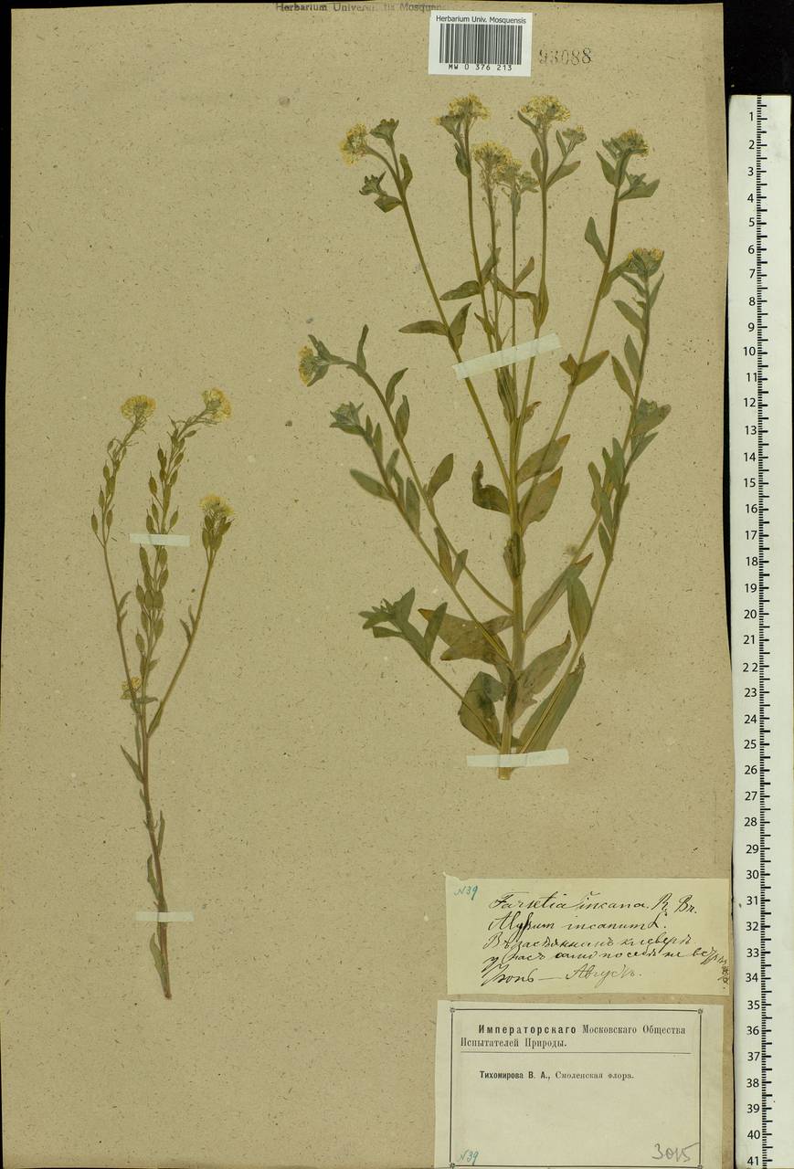 Berteroa incana (L.) DC., Eastern Europe, Western region (E3) (Russia)