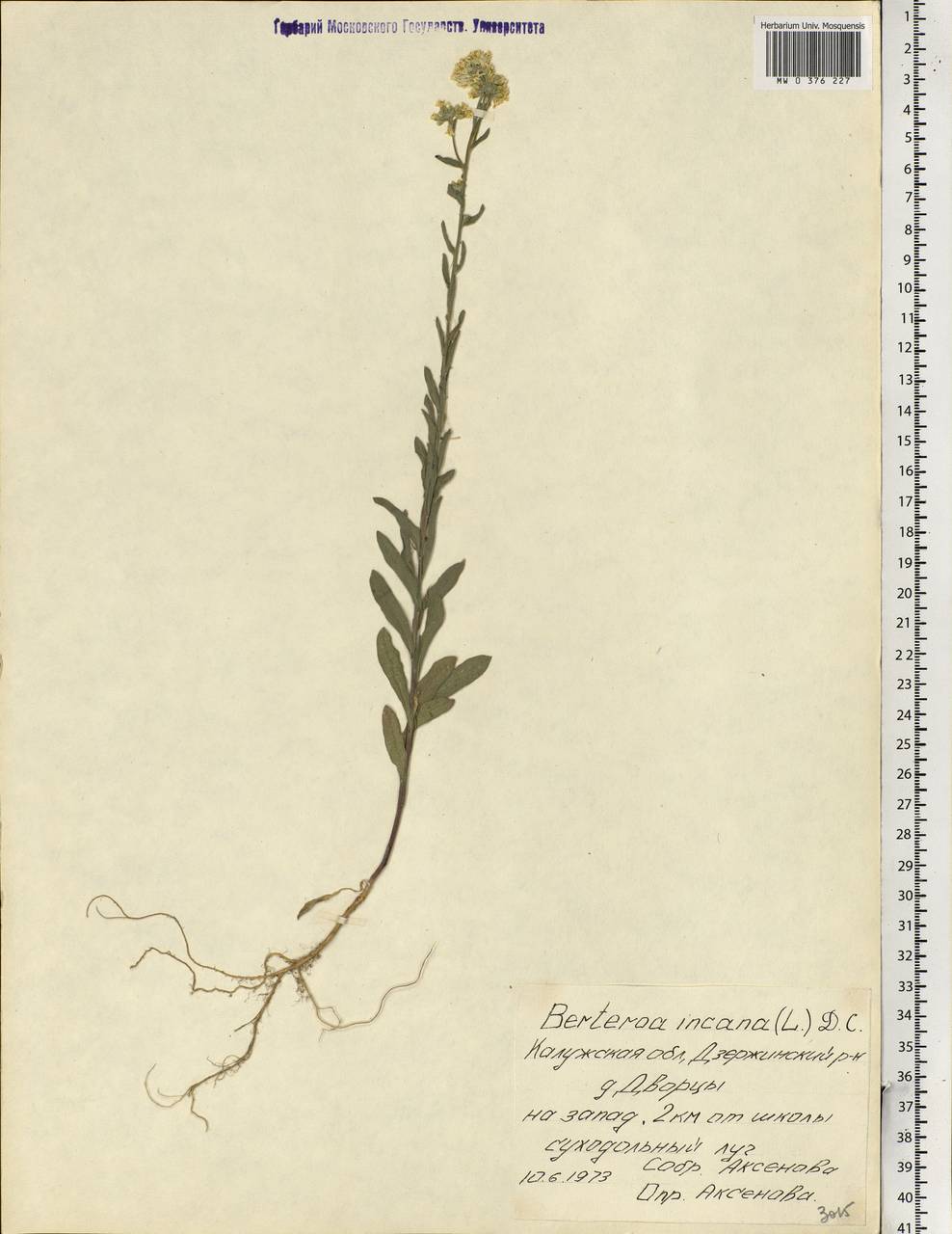 Berteroa incana (L.) DC., Eastern Europe, Central region (E4) (Russia)