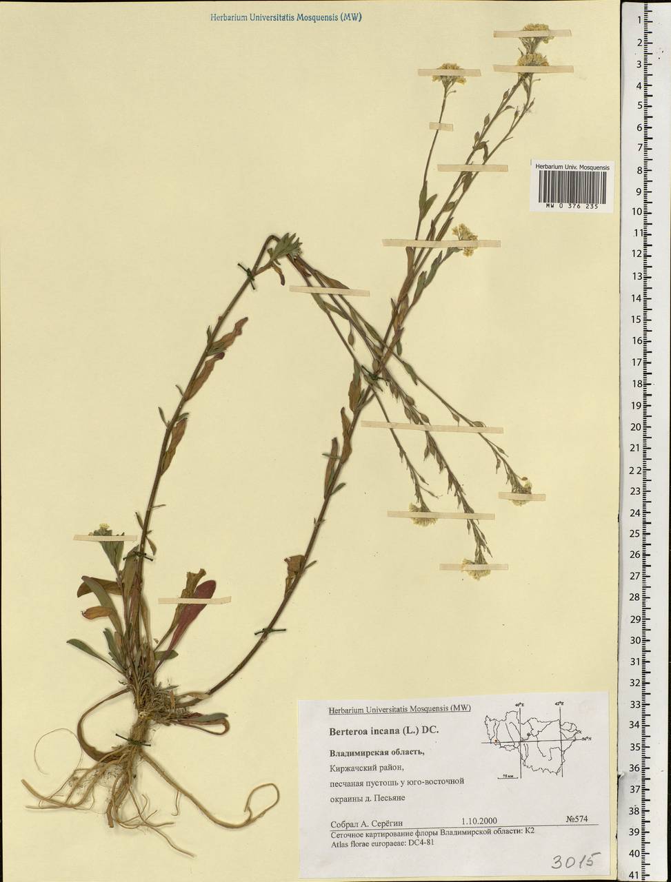 Berteroa incana (L.) DC., Eastern Europe, Central region (E4) (Russia)