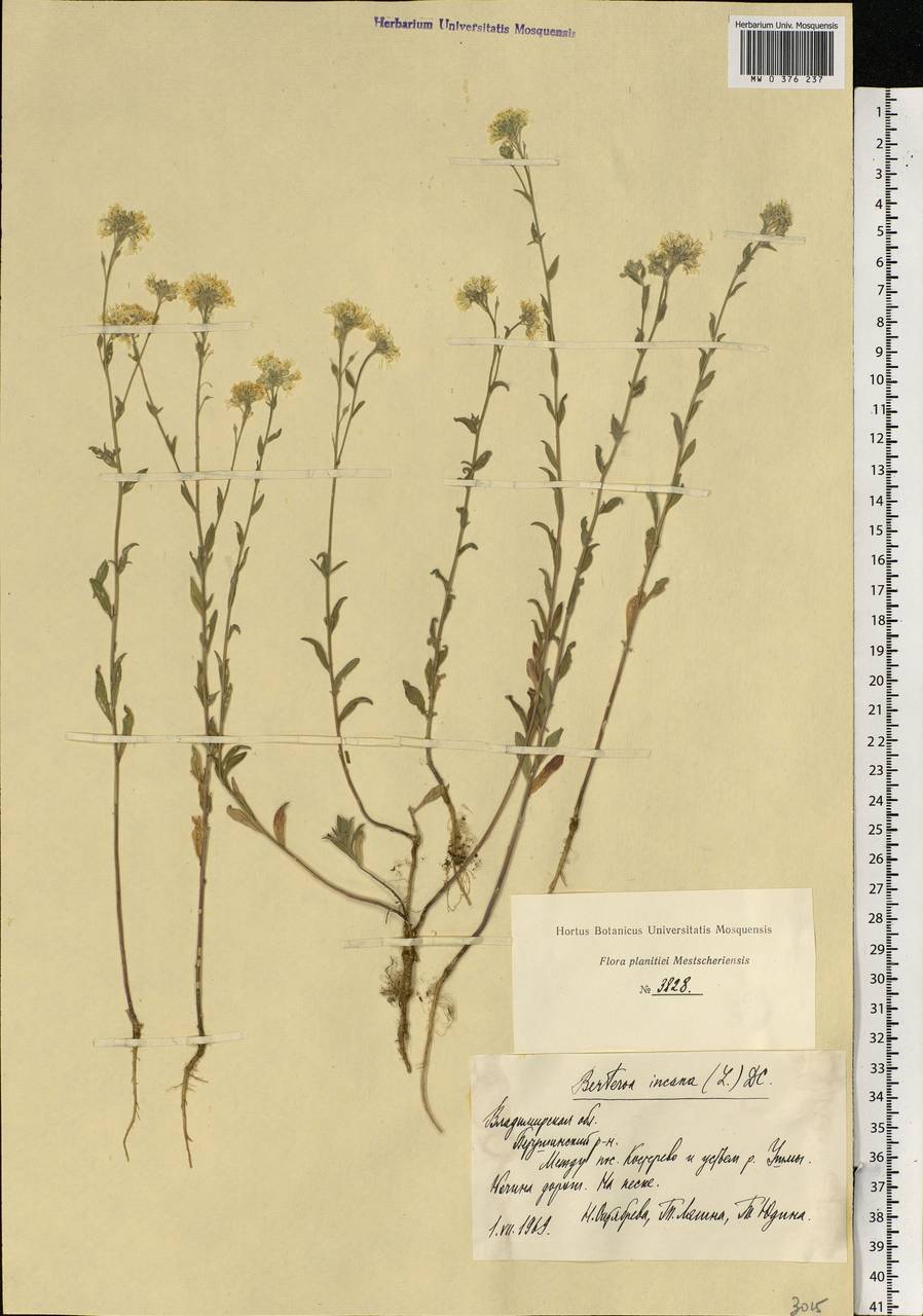 Berteroa incana (L.) DC., Eastern Europe, Central region (E4) (Russia)