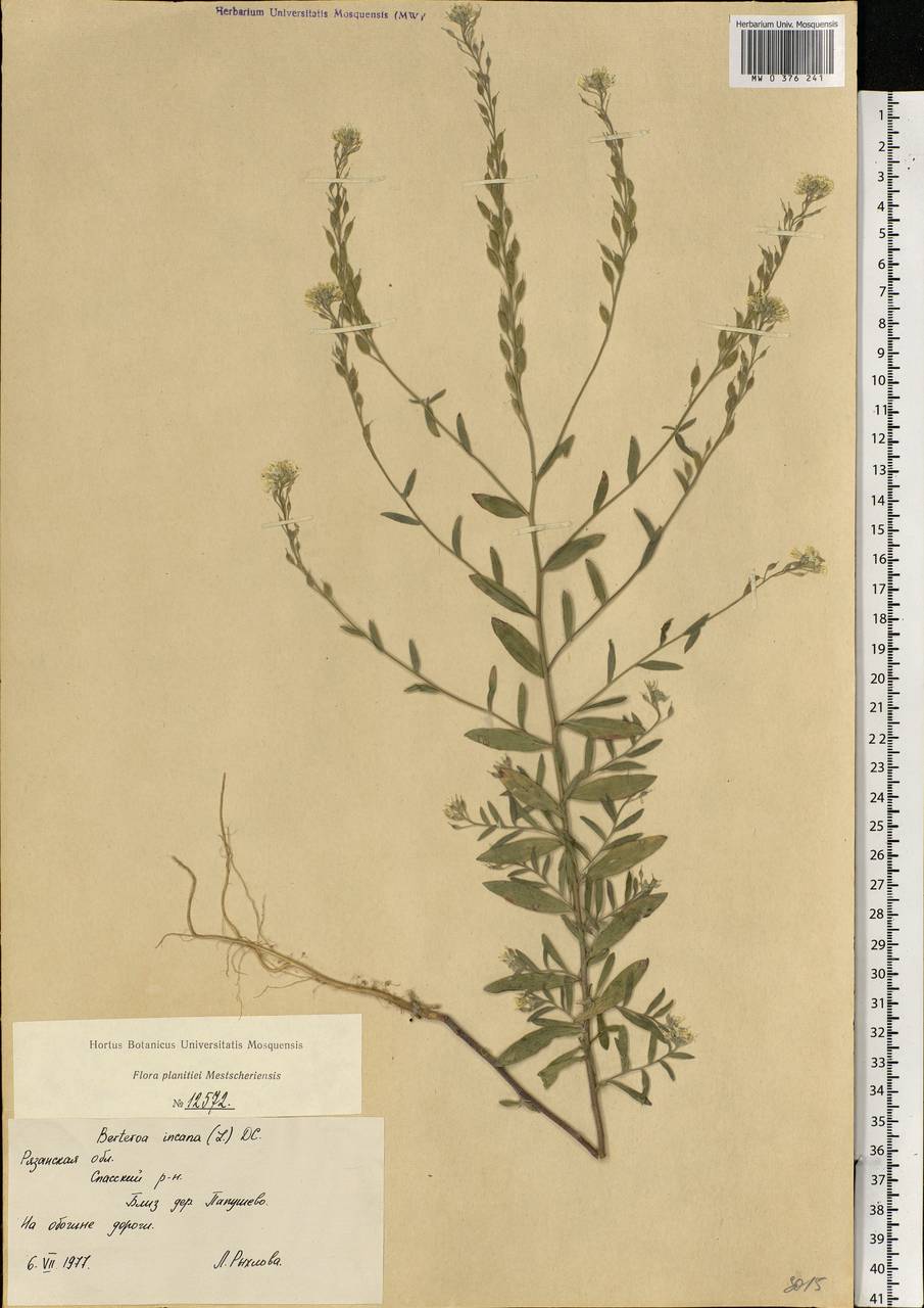 Berteroa incana (L.) DC., Eastern Europe, Central region (E4) (Russia)