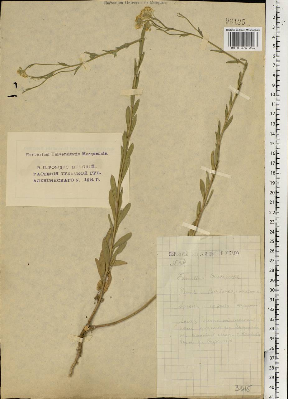 Berteroa incana (L.) DC., Eastern Europe, Central region (E4) (Russia)