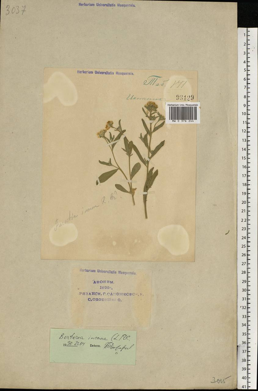 Berteroa incana (L.) DC., Eastern Europe, Central region (E4) (Russia)