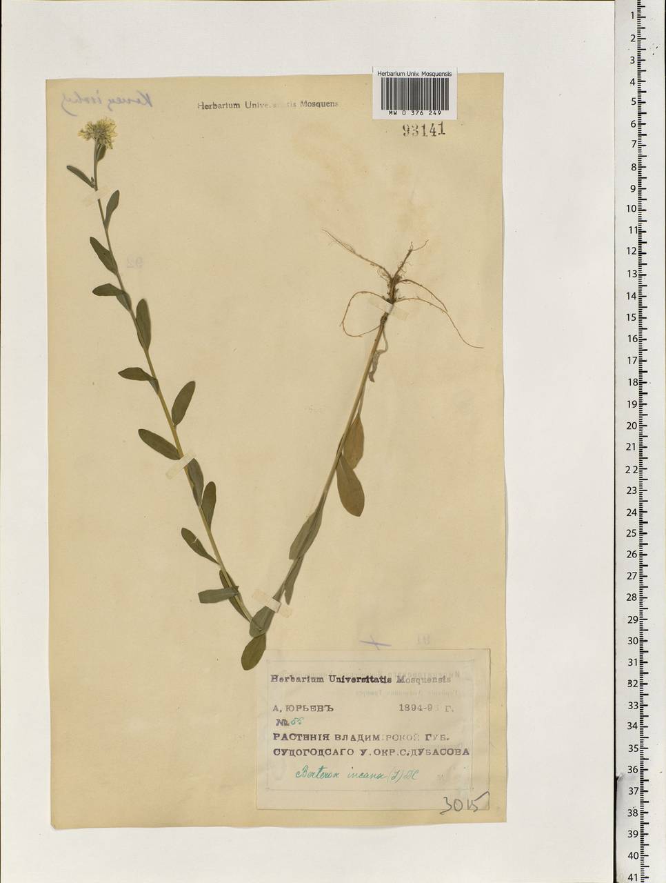 Berteroa incana (L.) DC., Eastern Europe, Central region (E4) (Russia)