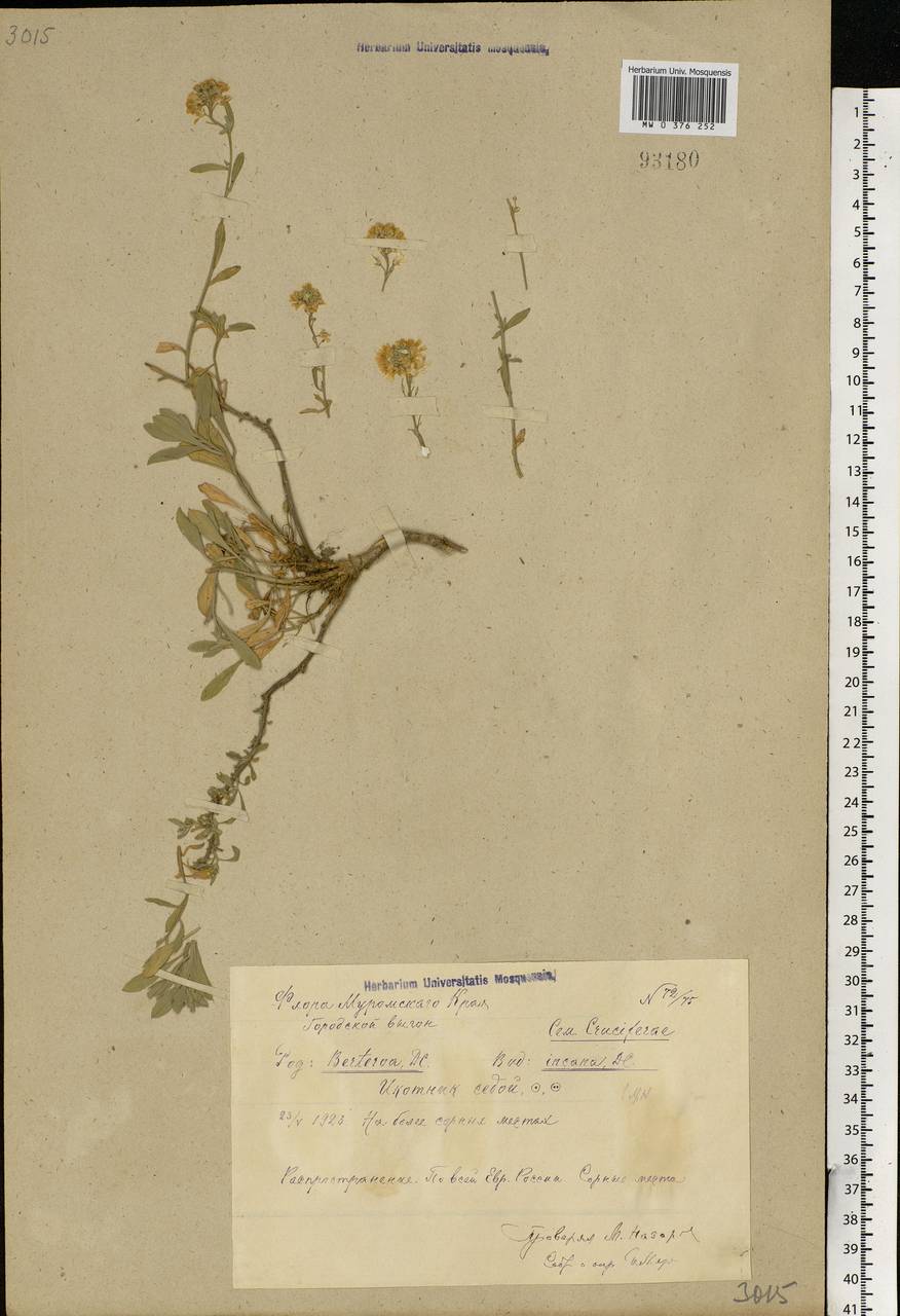 Berteroa incana (L.) DC., Eastern Europe, Central region (E4) (Russia)