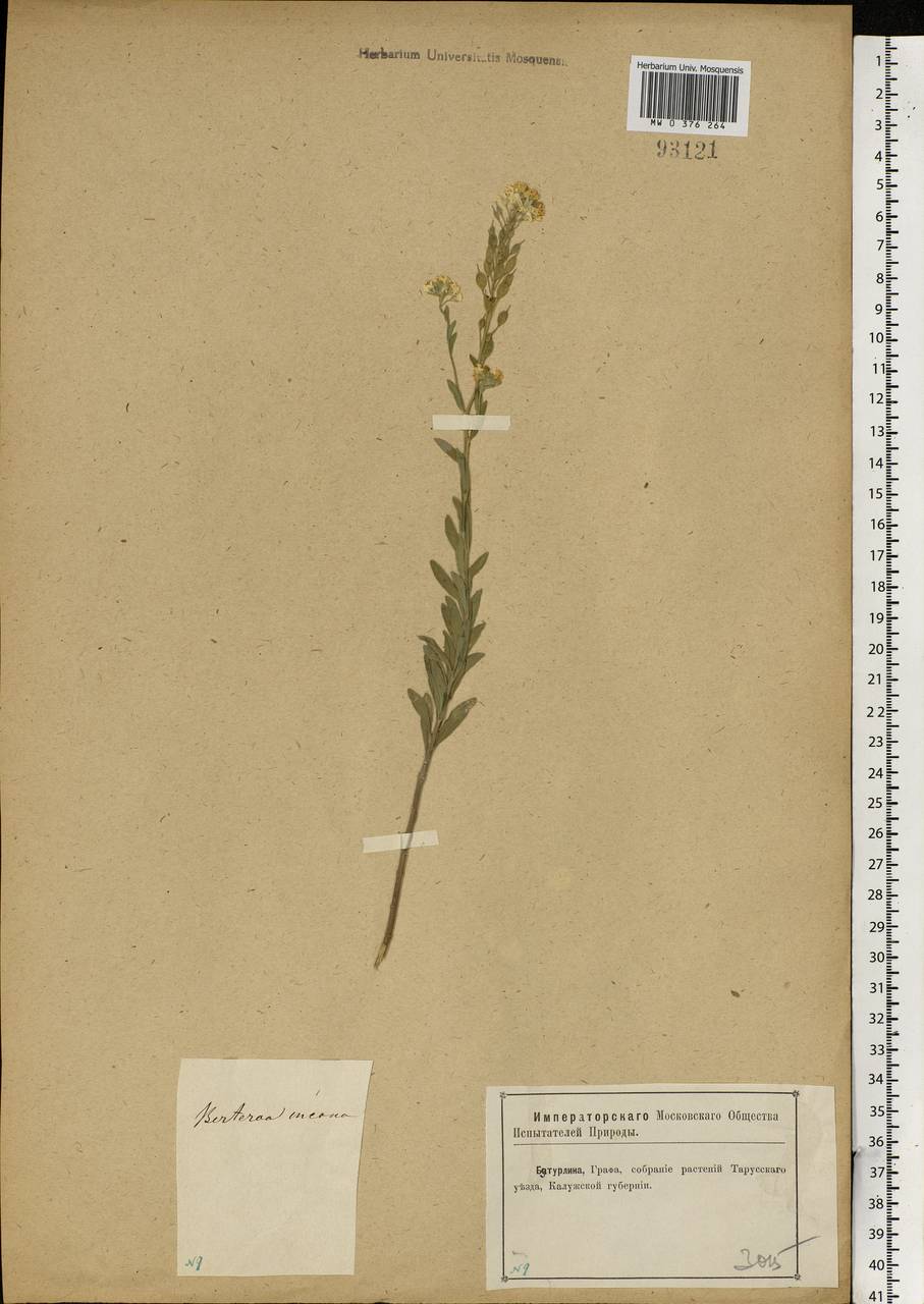 Berteroa incana (L.) DC., Eastern Europe, Central region (E4) (Russia)