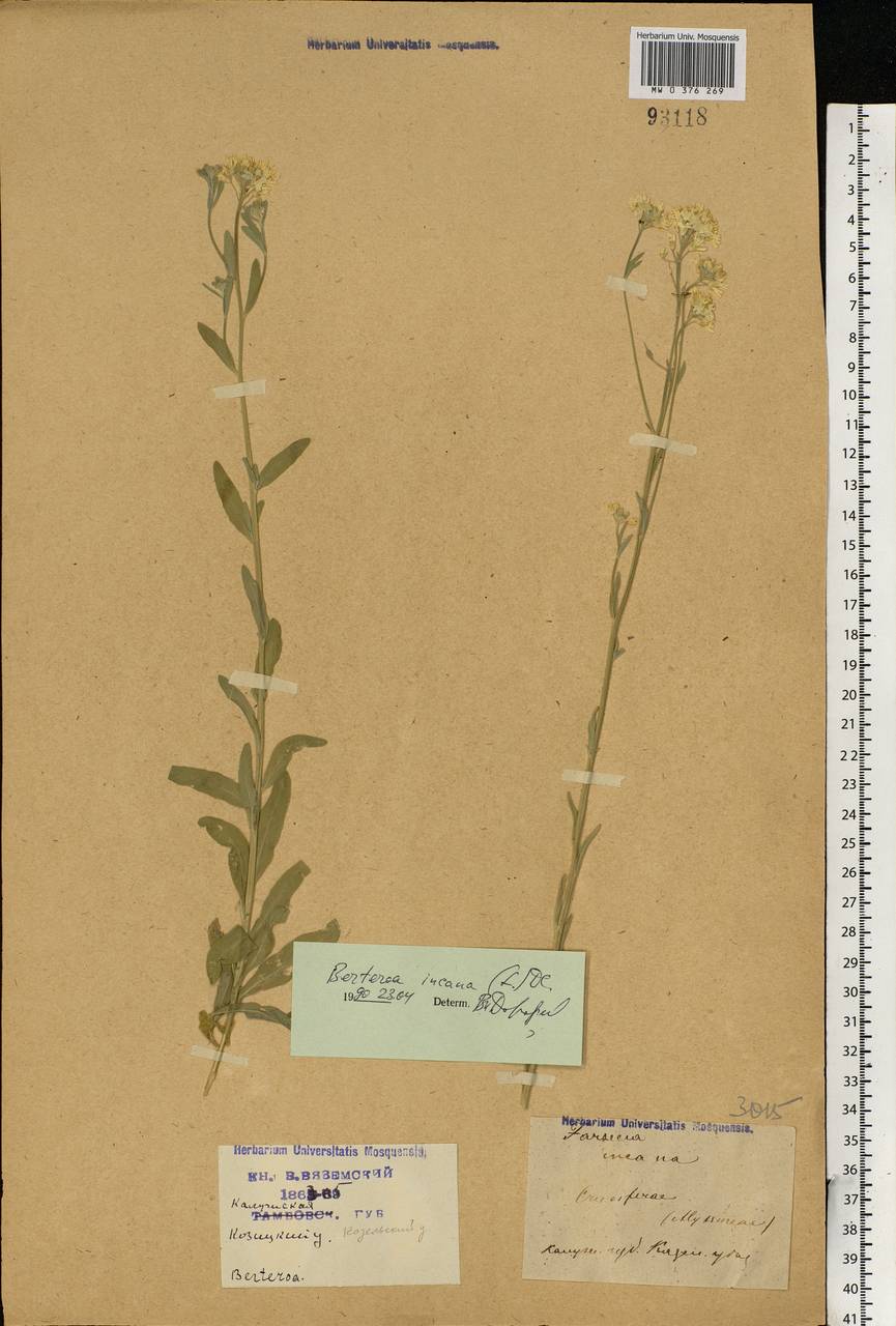 Berteroa incana (L.) DC., Eastern Europe, Central region (E4) (Russia)