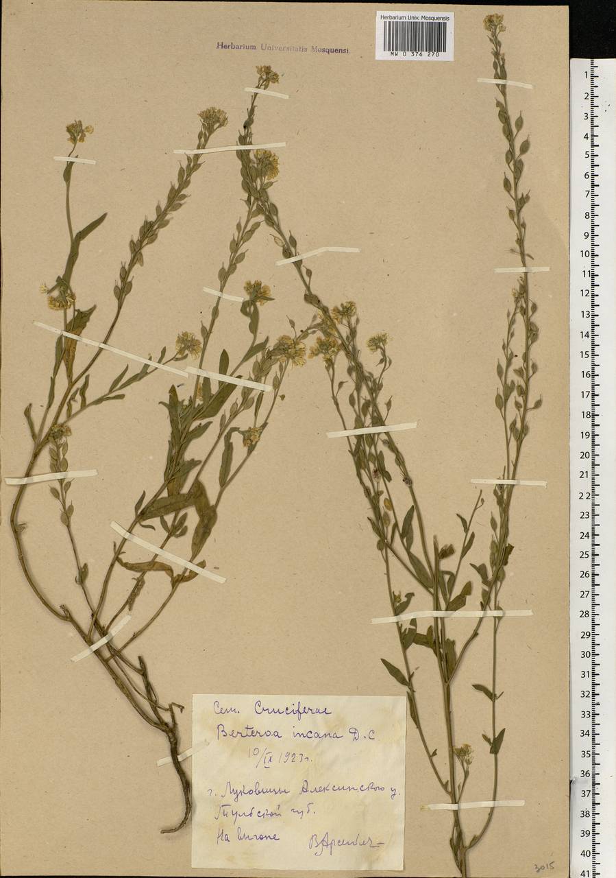 Berteroa incana (L.) DC., Eastern Europe, Central region (E4) (Russia)