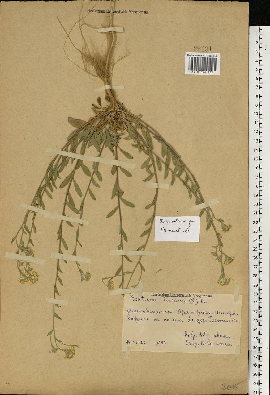 Berteroa incana (L.) DC., Eastern Europe, Central region (E4) (Russia)