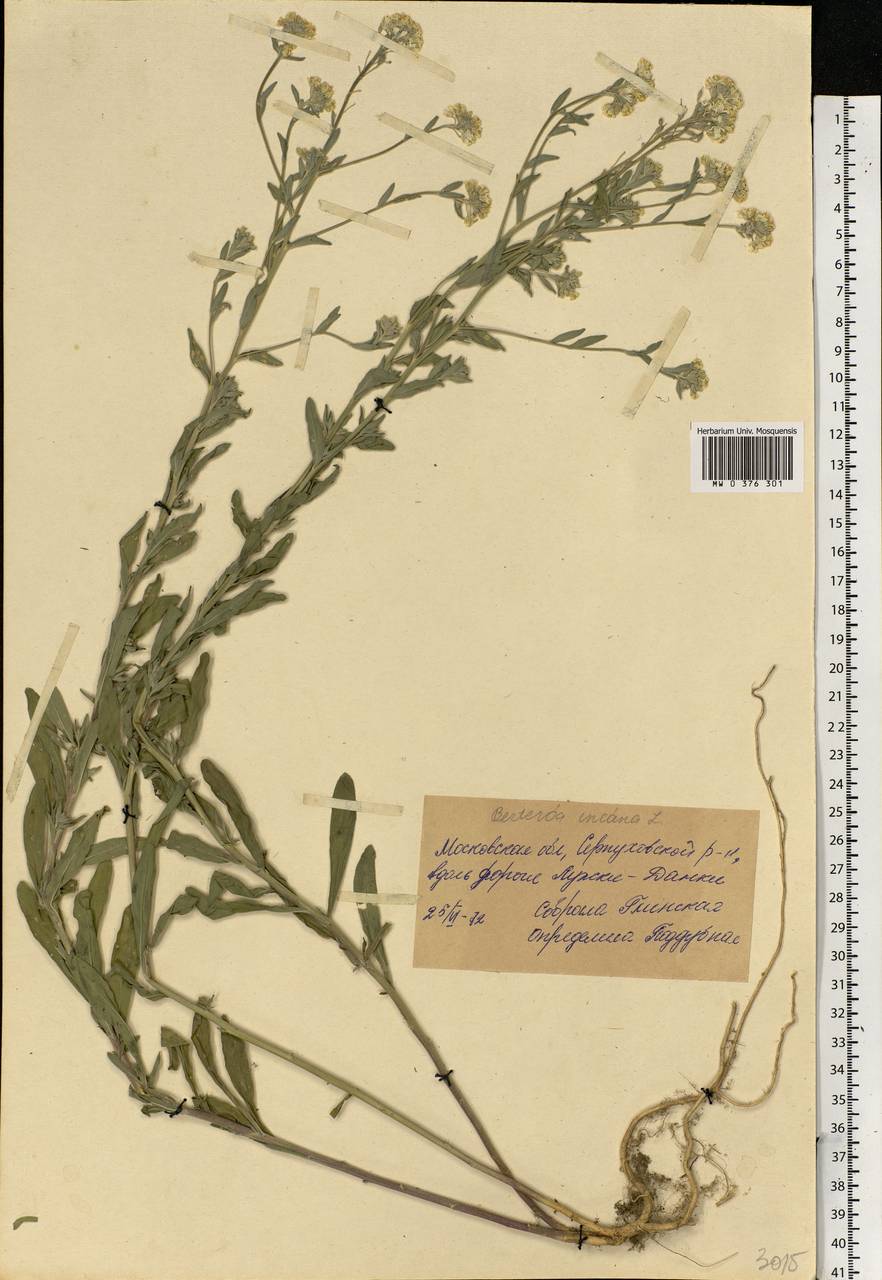 Berteroa incana (L.) DC., Eastern Europe, Moscow region (E4a) (Russia)