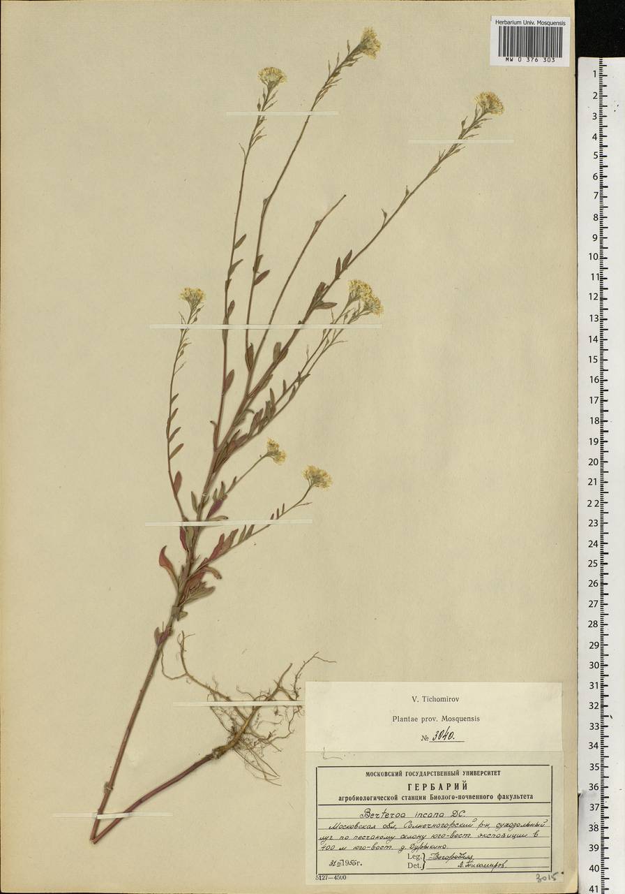 Berteroa incana (L.) DC., Eastern Europe, Moscow region (E4a) (Russia)