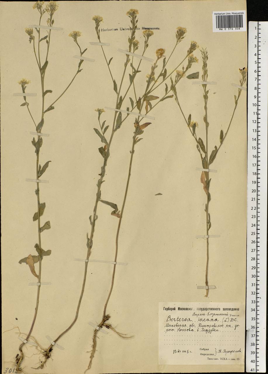 Berteroa incana (L.) DC., Eastern Europe, Moscow region (E4a) (Russia)