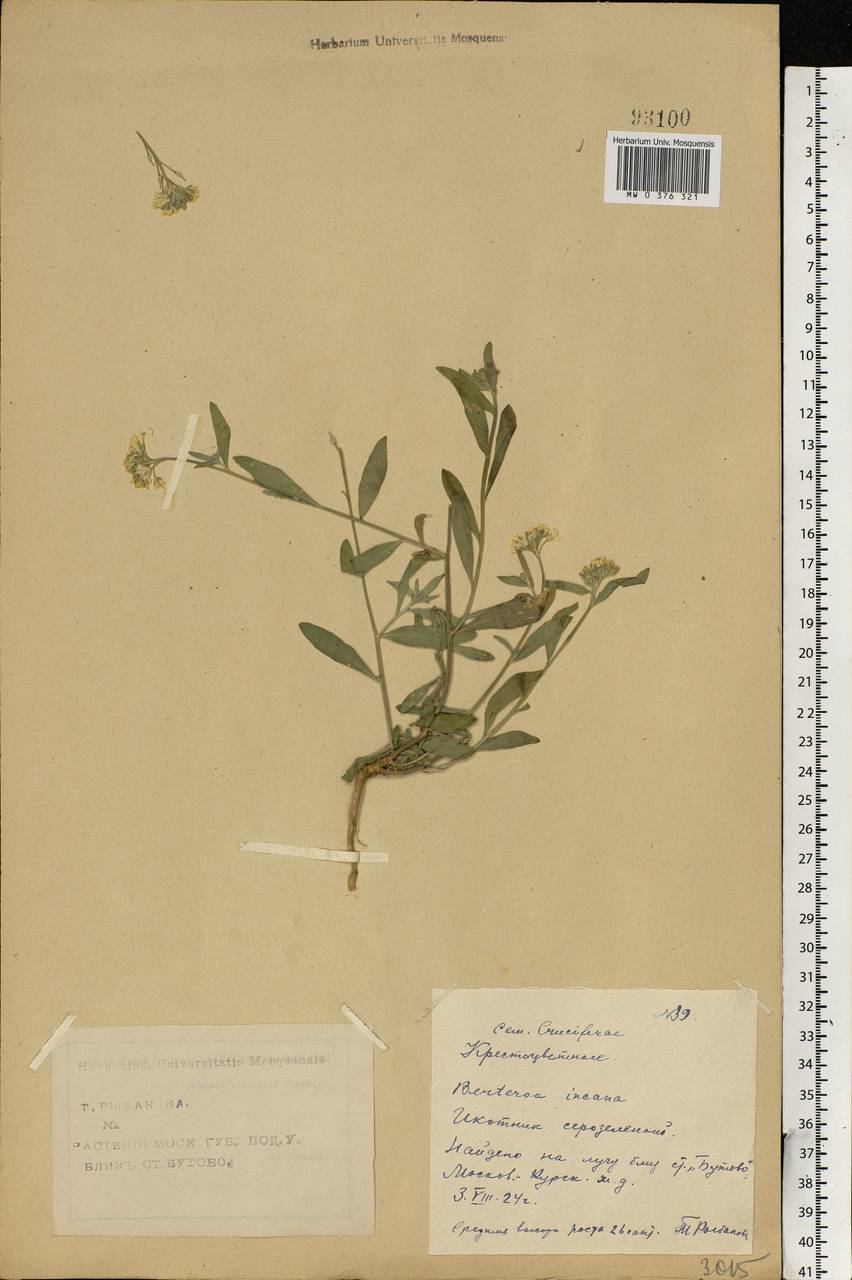 Berteroa incana (L.) DC., Eastern Europe, Moscow region (E4a) (Russia)