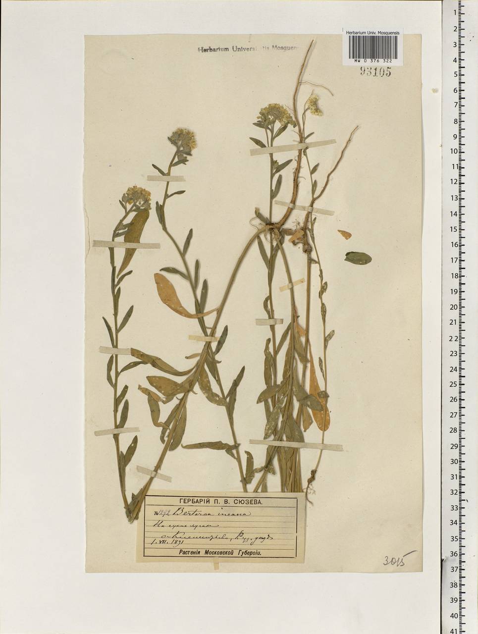 Berteroa incana (L.) DC., Eastern Europe, Moscow region (E4a) (Russia)