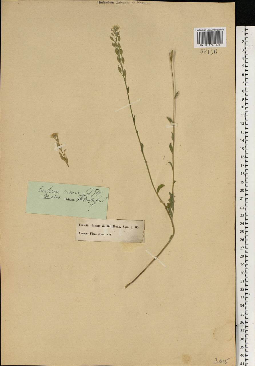 Berteroa incana (L.) DC., Eastern Europe, Moscow region (E4a) (Russia)