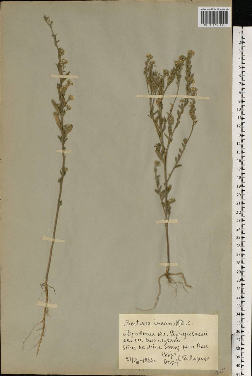 Berteroa incana (L.) DC., Eastern Europe, Moscow region (E4a) (Russia)