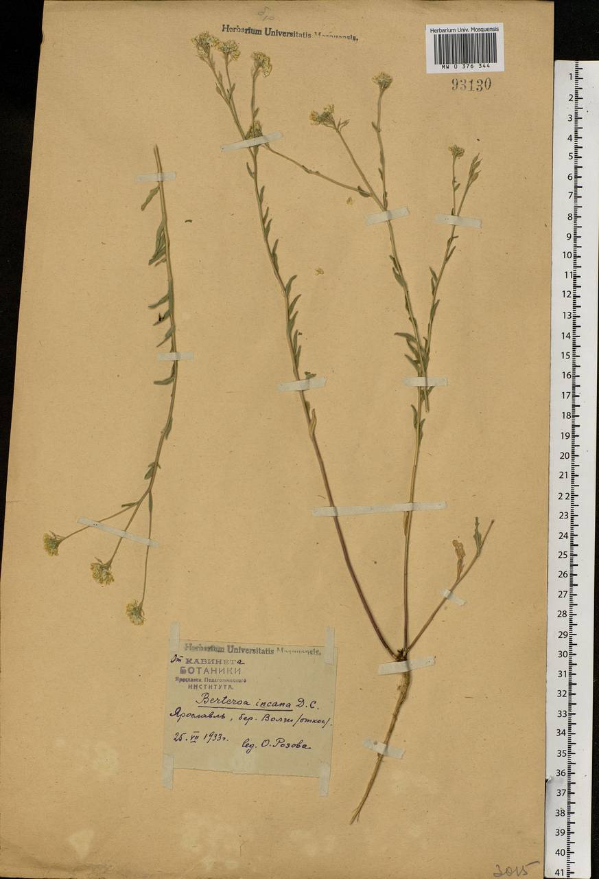 Berteroa incana (L.) DC., Eastern Europe, Central forest region (E5) (Russia)
