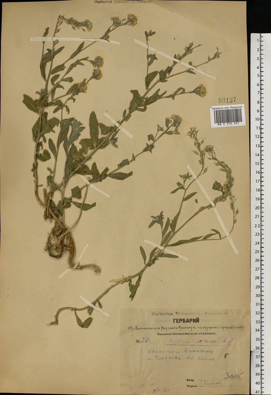 Berteroa incana (L.) DC., Eastern Europe, Central forest region (E5) (Russia)