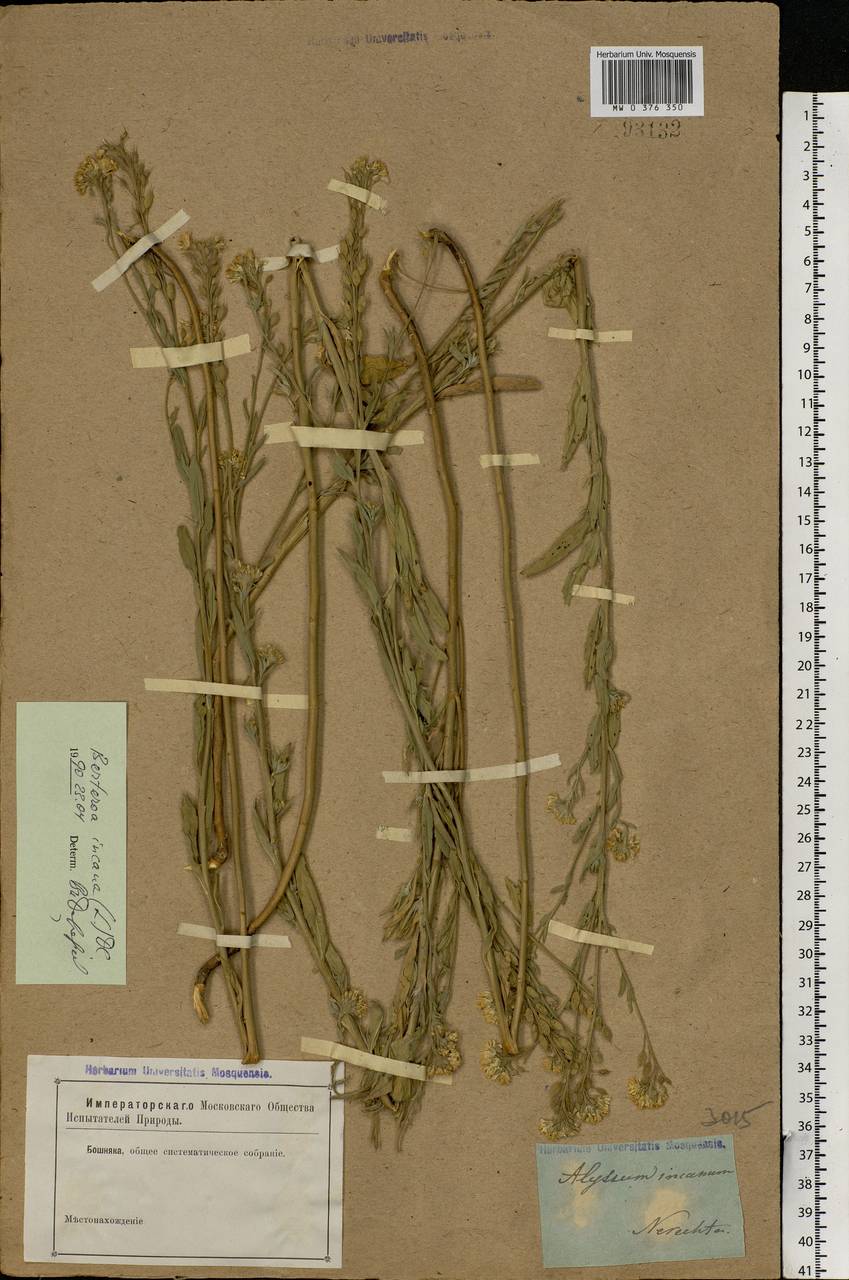 Berteroa incana (L.) DC., Eastern Europe, Central forest region (E5) (Russia)