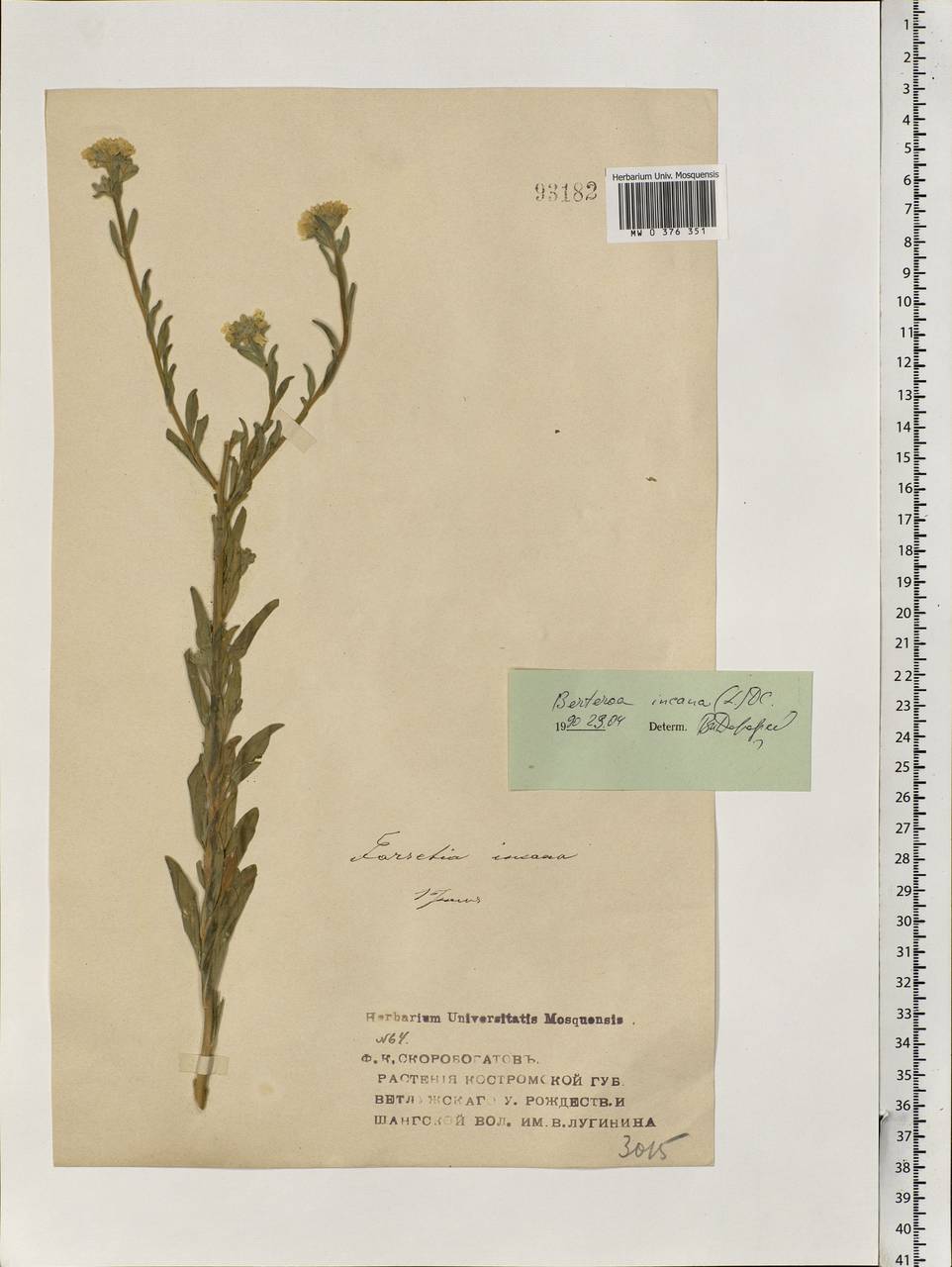 Berteroa incana (L.) DC., Eastern Europe, Central forest region (E5) (Russia)