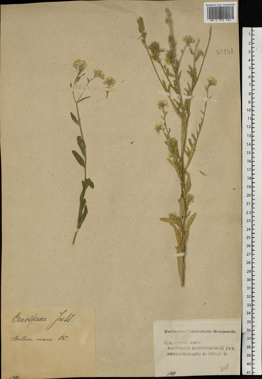 Berteroa incana (L.) DC., Eastern Europe, Volga-Kama region (E7) (Russia)