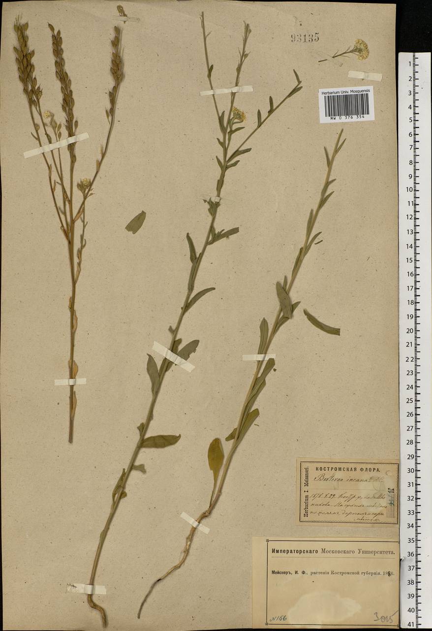 Berteroa incana (L.) DC., Eastern Europe, Central forest region (E5) (Russia)