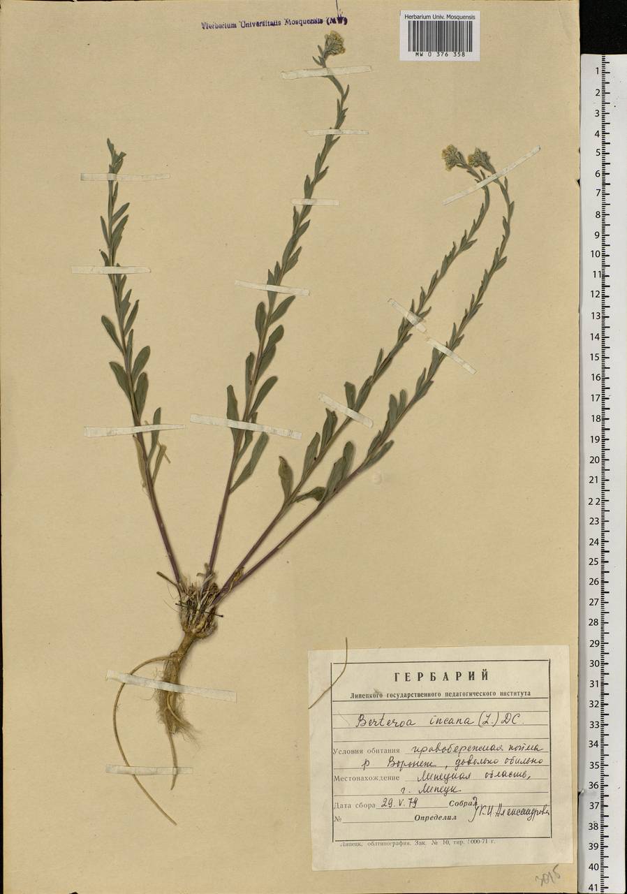 Berteroa incana (L.) DC., Eastern Europe, Central forest-and-steppe region (E6) (Russia)