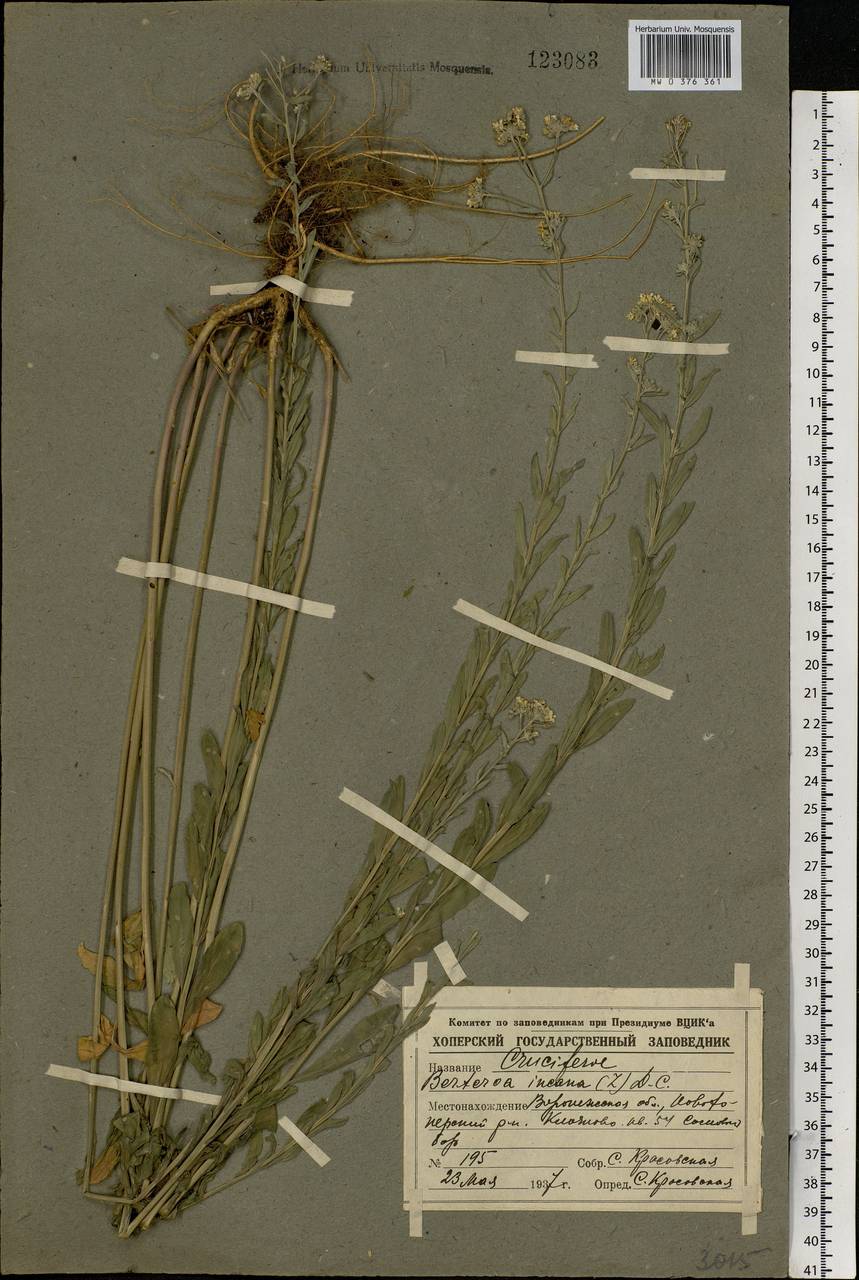Berteroa incana (L.) DC., Eastern Europe, Central forest-and-steppe region (E6) (Russia)