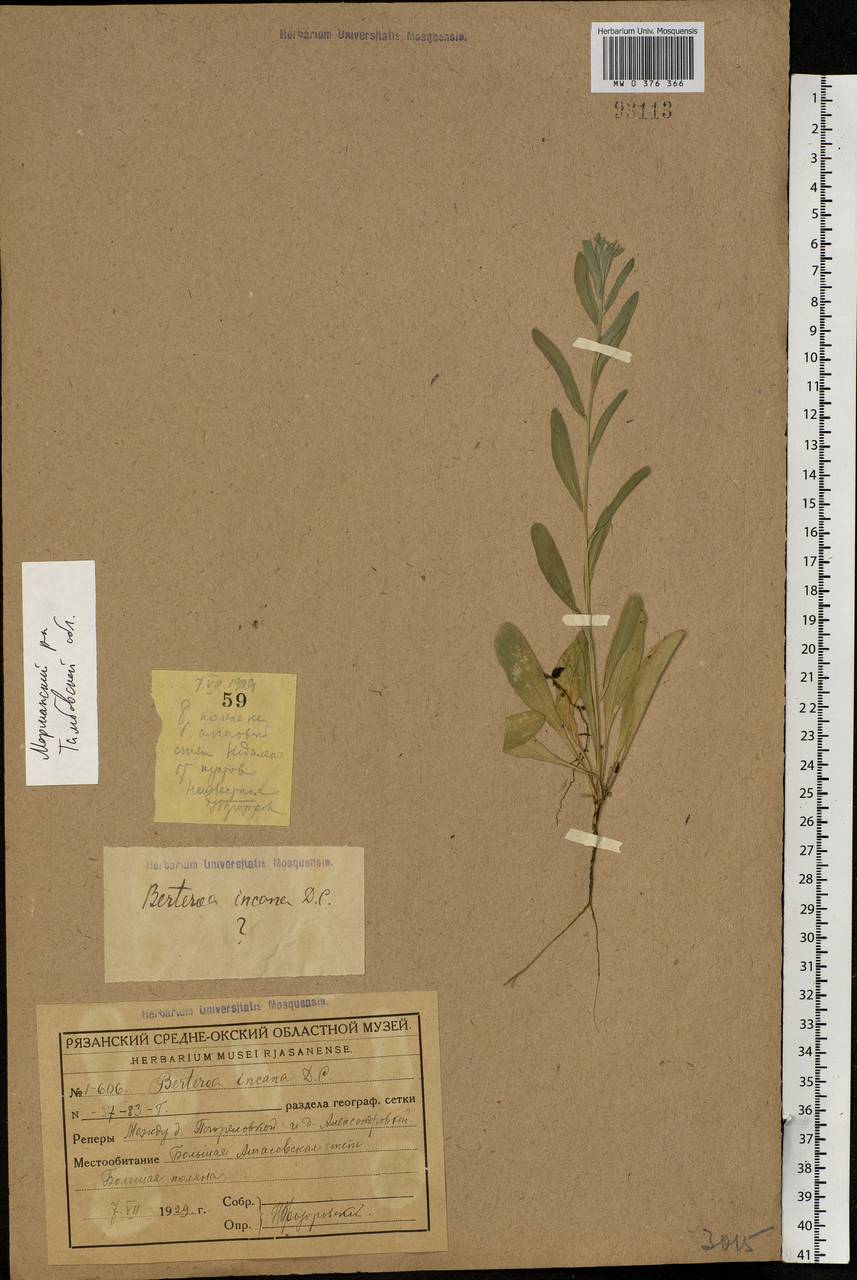 Berteroa incana (L.) DC., Eastern Europe, Central forest-and-steppe region (E6) (Russia)