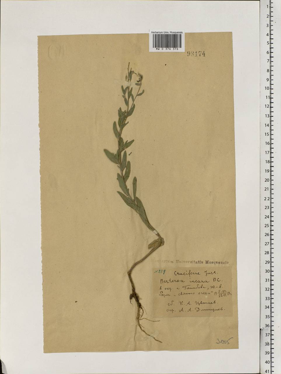 Berteroa incana (L.) DC., Eastern Europe, Central forest-and-steppe region (E6) (Russia)