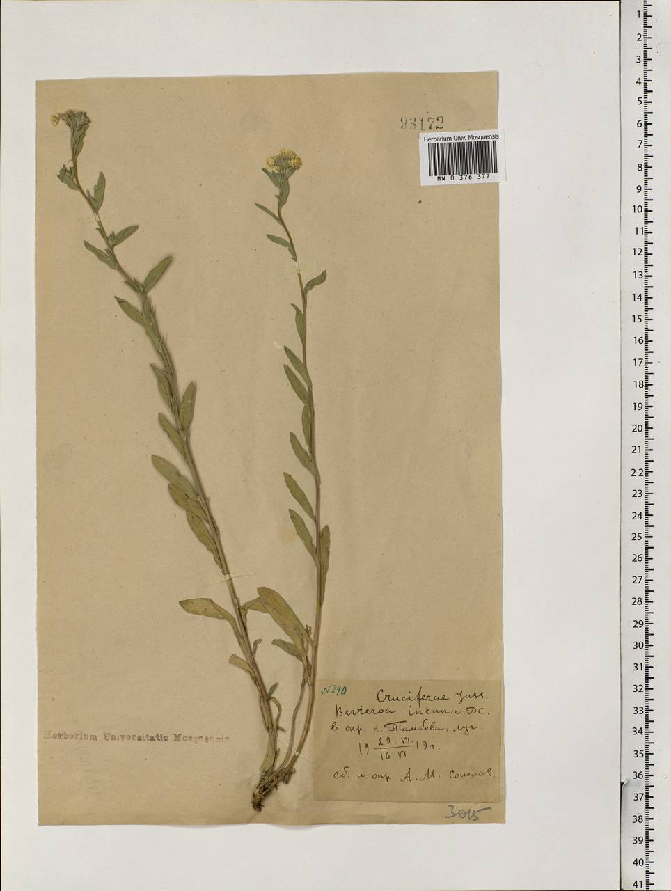 Berteroa incana (L.) DC., Eastern Europe, Central forest-and-steppe region (E6) (Russia)