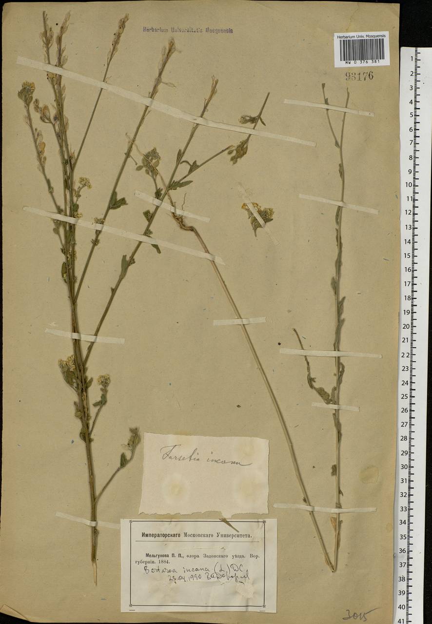 Berteroa incana (L.) DC., Eastern Europe, Central forest-and-steppe region (E6) (Russia)
