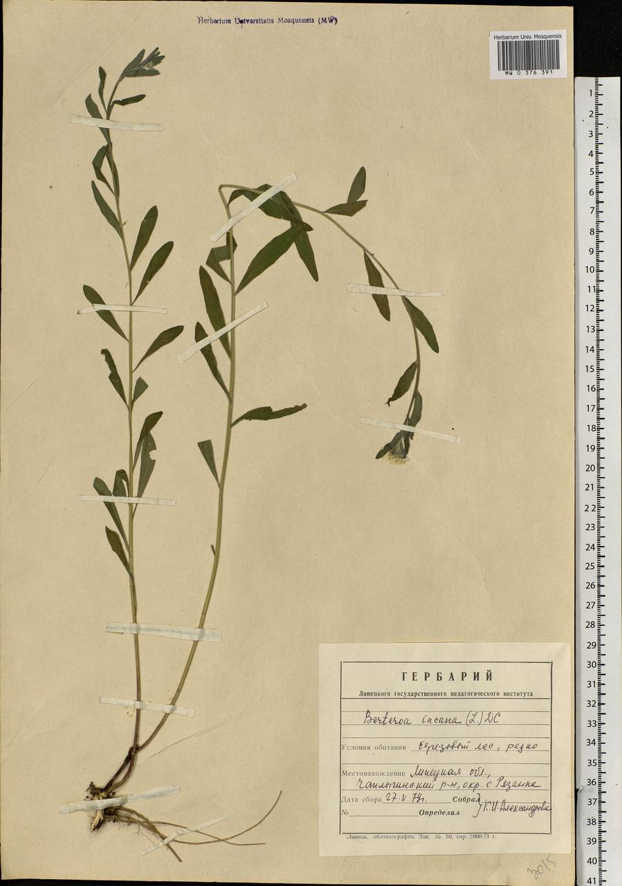 Berteroa incana (L.) DC., Eastern Europe, Central forest-and-steppe region (E6) (Russia)