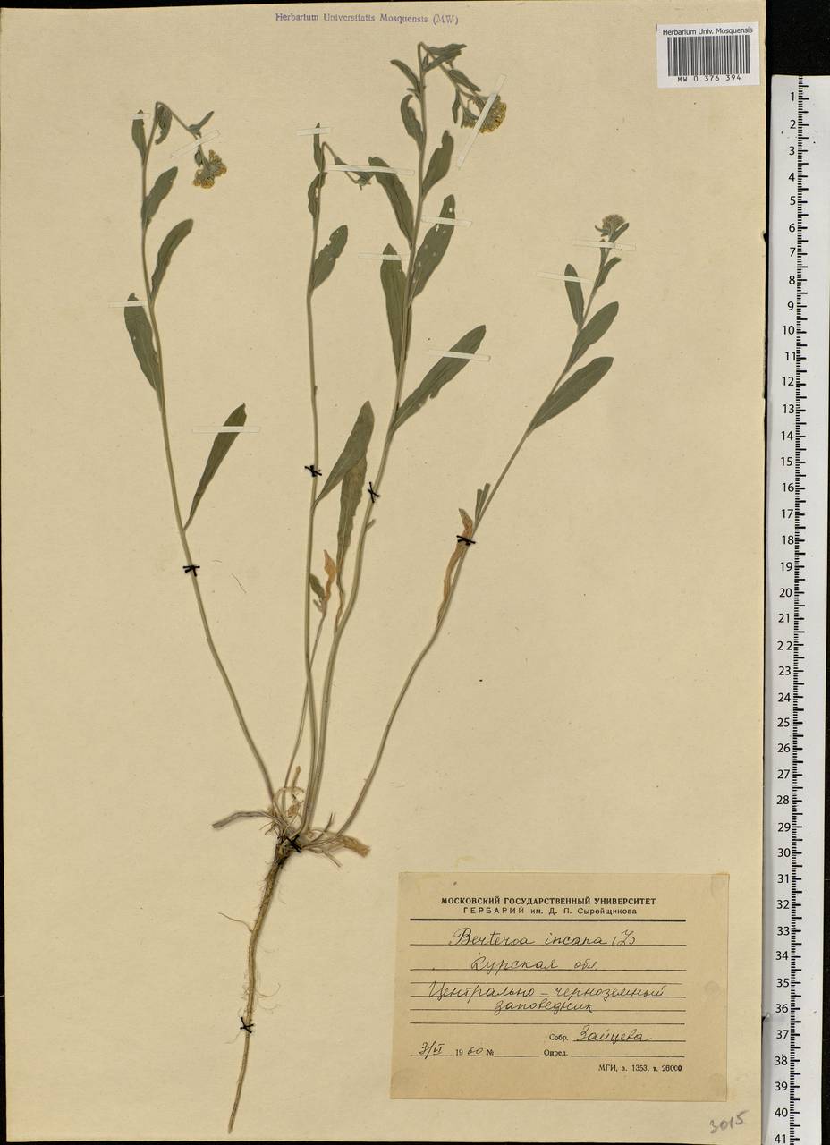Berteroa incana (L.) DC., Eastern Europe, Central forest-and-steppe region (E6) (Russia)