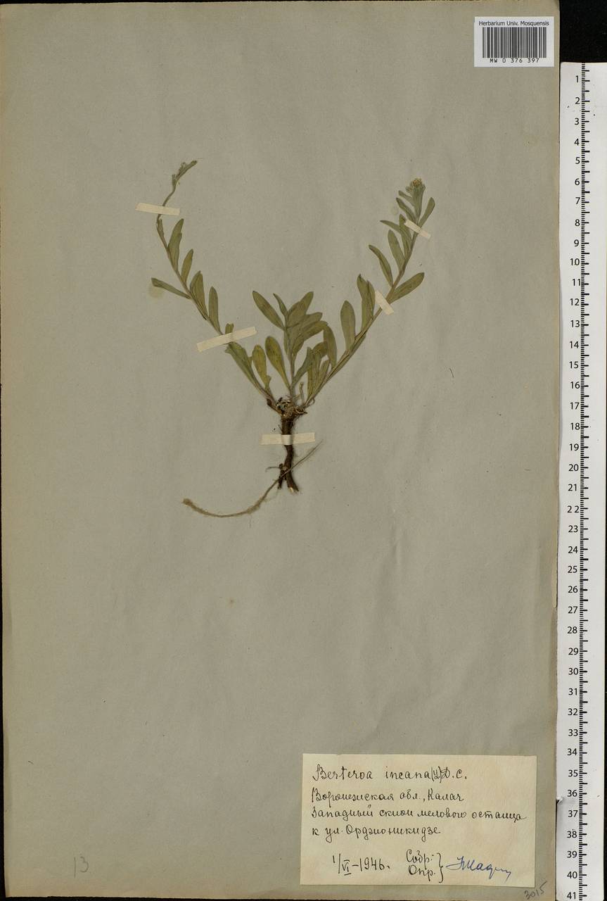 Berteroa incana (L.) DC., Eastern Europe, Central forest-and-steppe region (E6) (Russia)