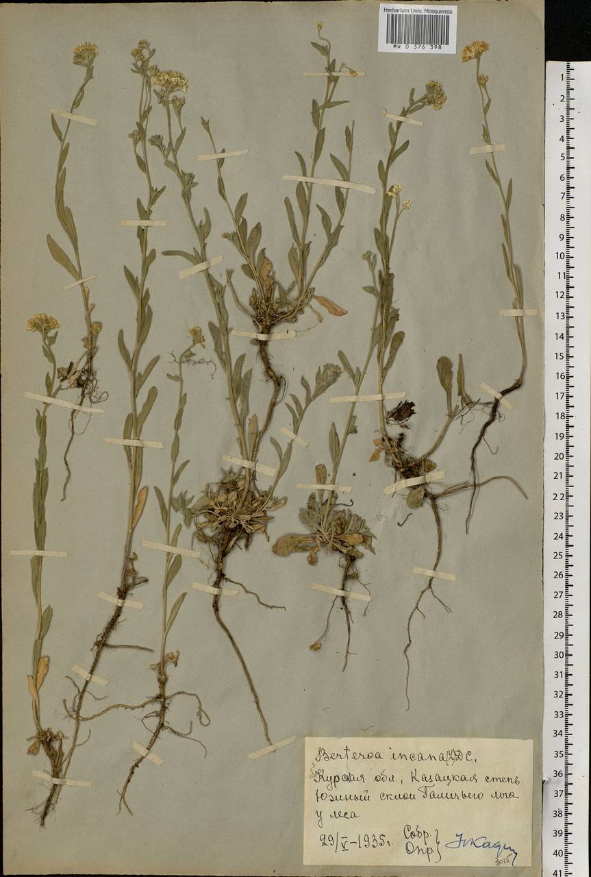 Berteroa incana (L.) DC., Eastern Europe, Central forest-and-steppe region (E6) (Russia)