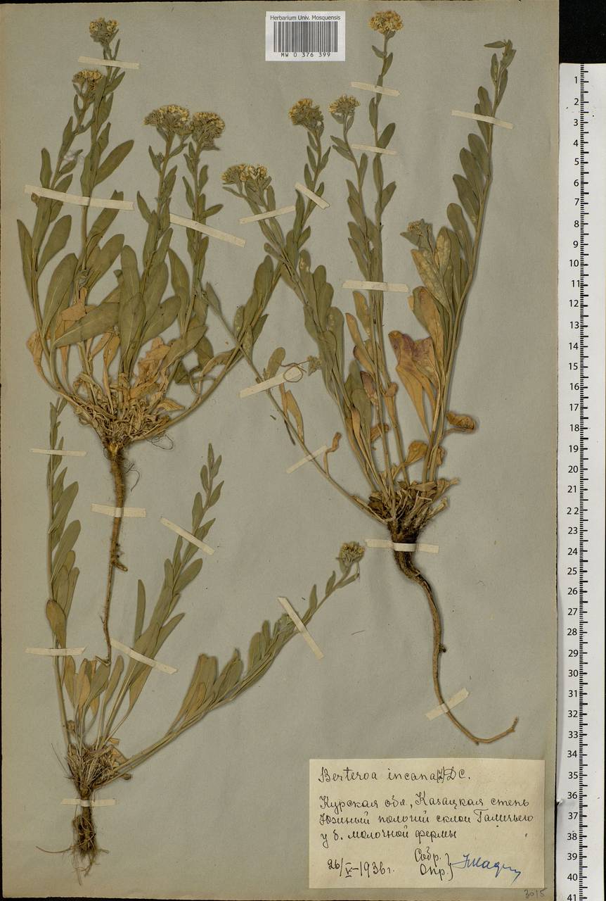 Berteroa incana (L.) DC., Eastern Europe, Central forest-and-steppe region (E6) (Russia)