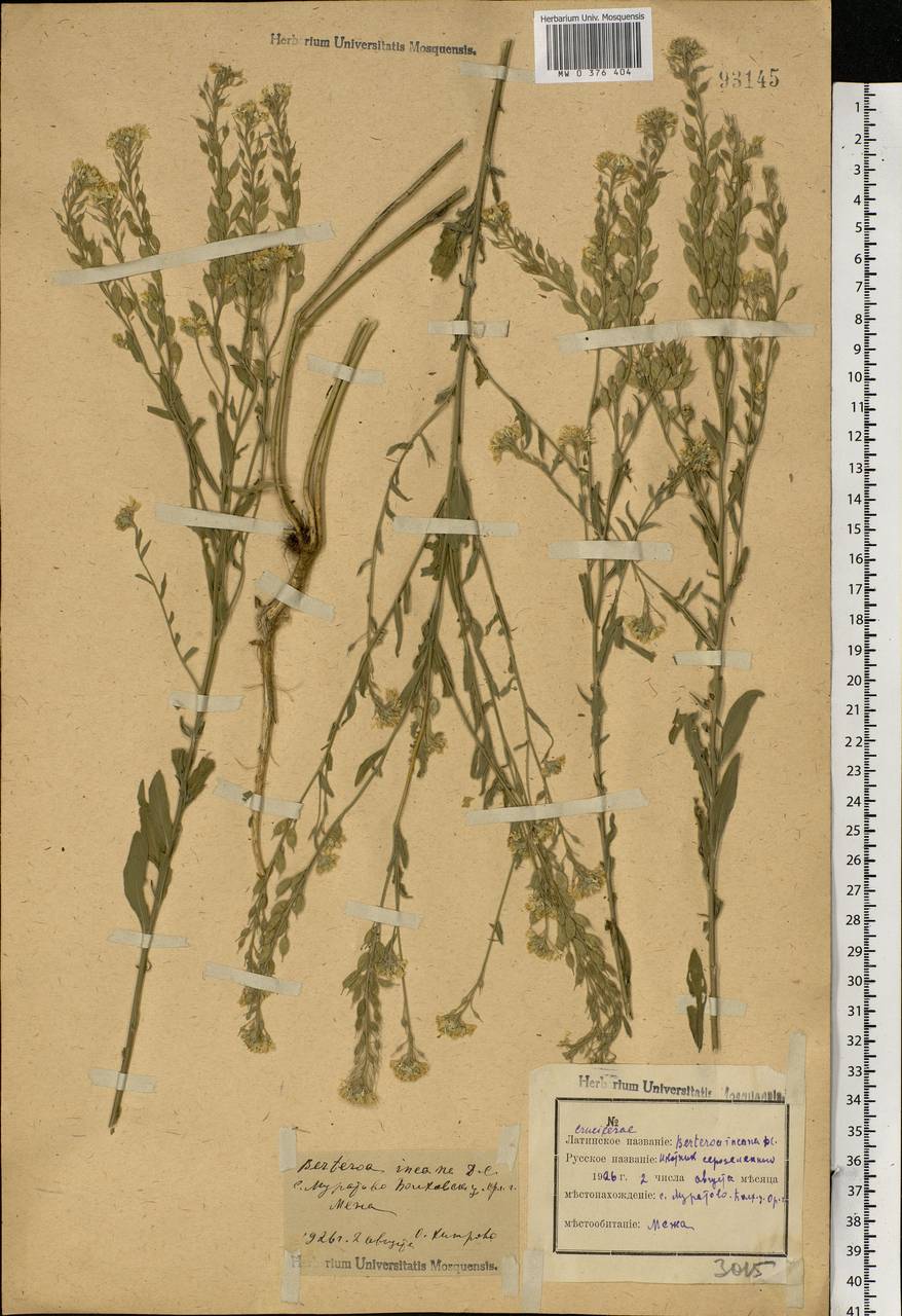 Berteroa incana (L.) DC., Eastern Europe, Central forest-and-steppe region (E6) (Russia)