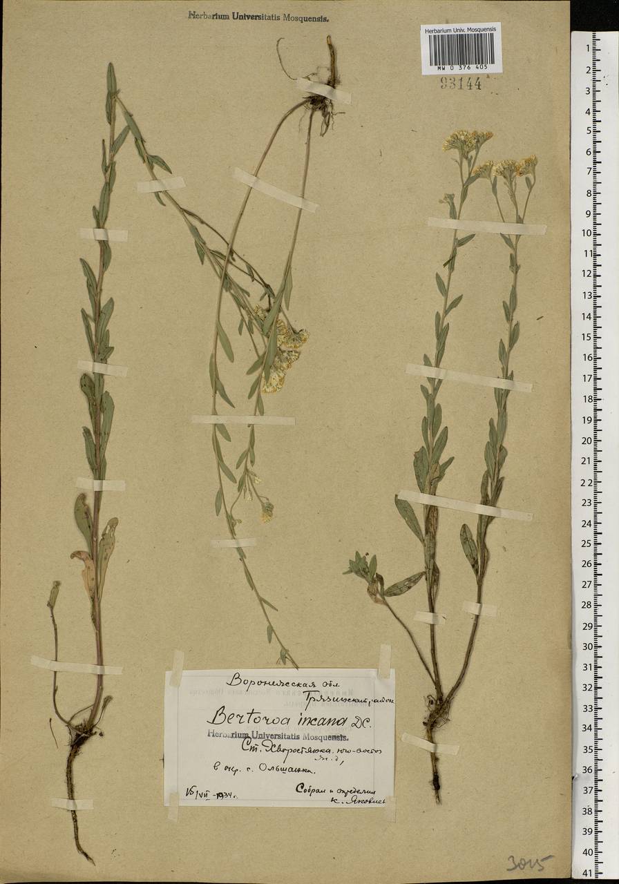 Berteroa incana (L.) DC., Eastern Europe, Central forest-and-steppe region (E6) (Russia)