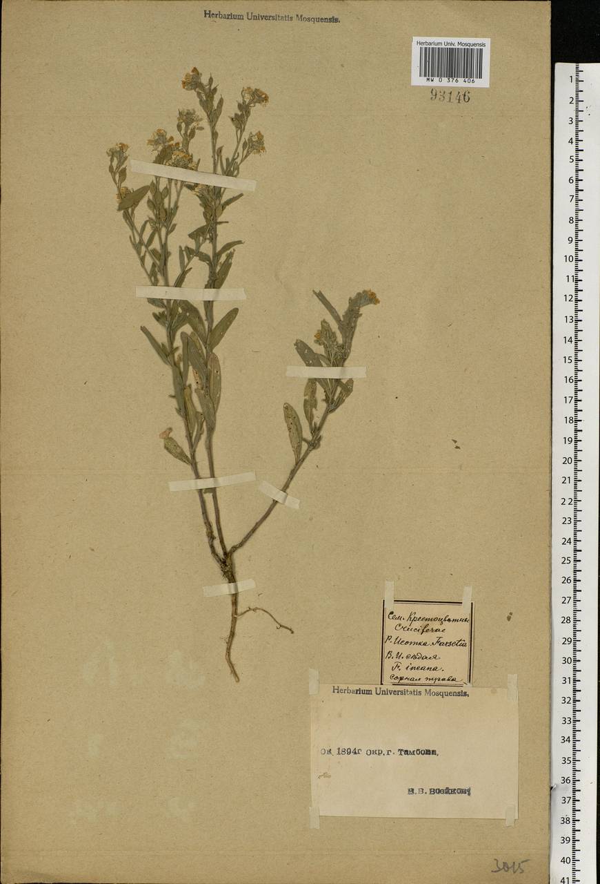 Berteroa incana (L.) DC., Eastern Europe, Central forest-and-steppe region (E6) (Russia)