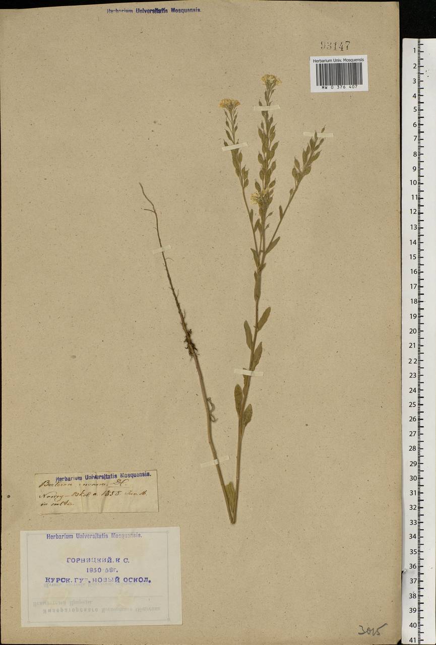 Berteroa incana (L.) DC., Eastern Europe, Central forest-and-steppe region (E6) (Russia)