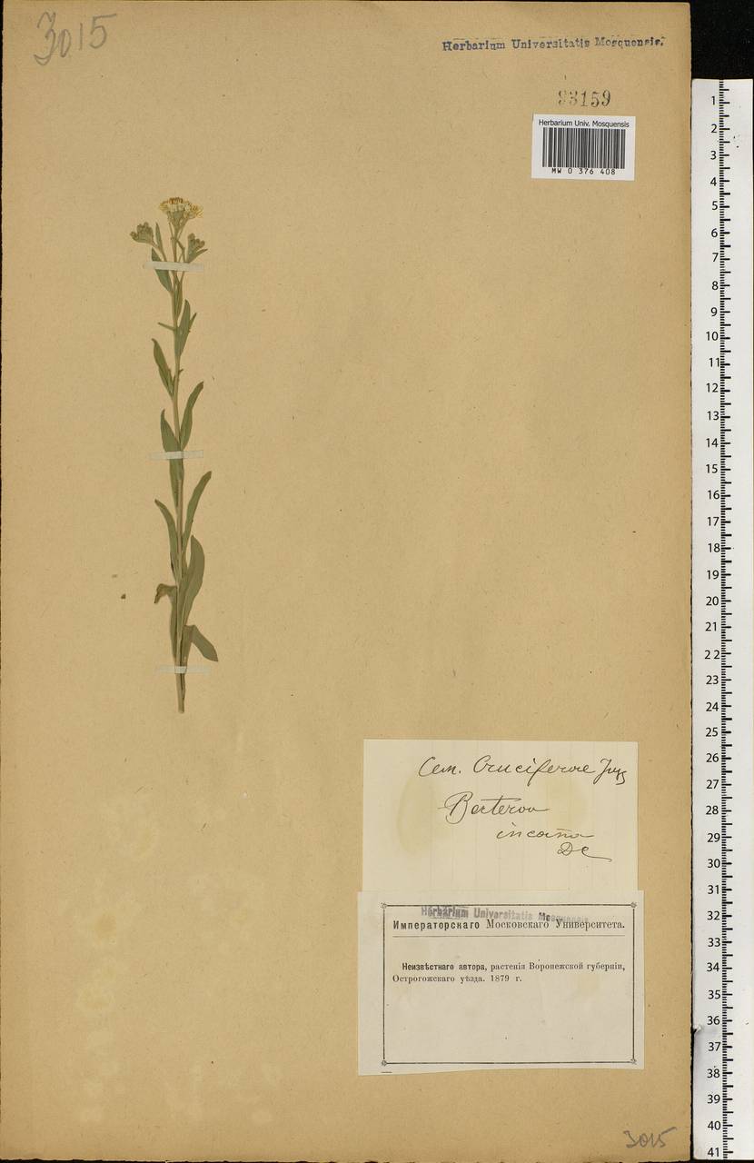 Berteroa incana (L.) DC., Eastern Europe, Central forest-and-steppe region (E6) (Russia)